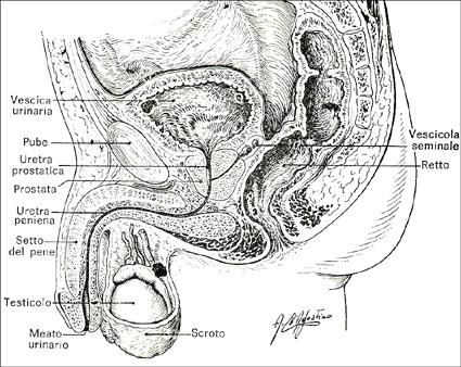 Apparato genitale maschile (da: Lambertini, Manuale di Anatomia, Piccin Editore, Padova) Apparato genitale maschile (da: Lambertini, Manuale di Anatomia, Piccin Editore, Padova)